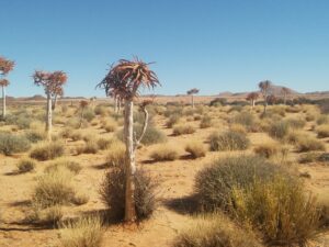15 DAY NAMIBIA (TOUR STARTS & ENDS AT NAMIBIA INTERNATIONAL AIRPORT)