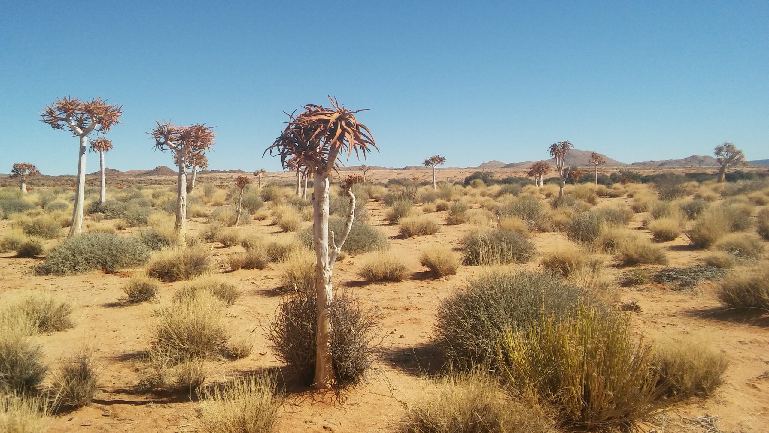 15 DAY NAMIBIA (TOUR STARTS & ENDS AT NAMIBIA INTERNATIONAL AIRPORT)