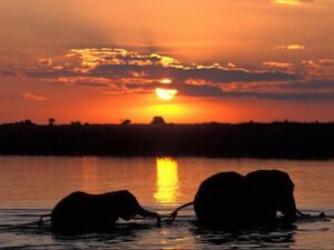 10 Day Johannesburg to Chobe National park.