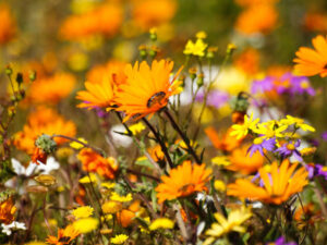 13 DAY NAMAQUALAND WILD FLOWERS & COASTAL TOUR