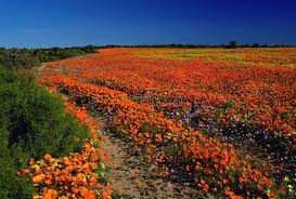 8 DAY WEST COAST & WILD FLOWER TOUR